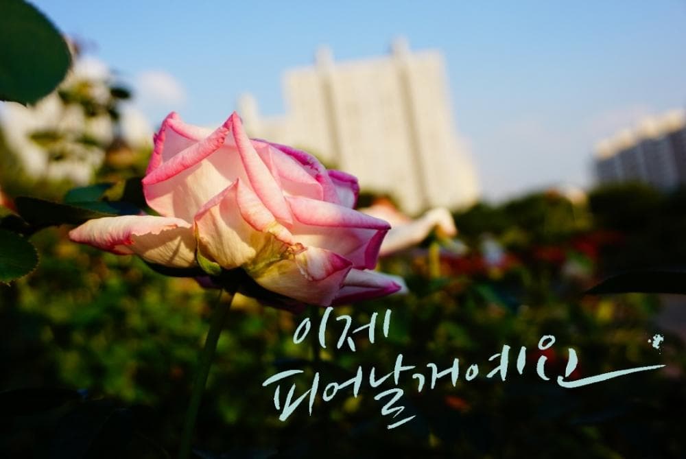 P2P 썸네일 이미지