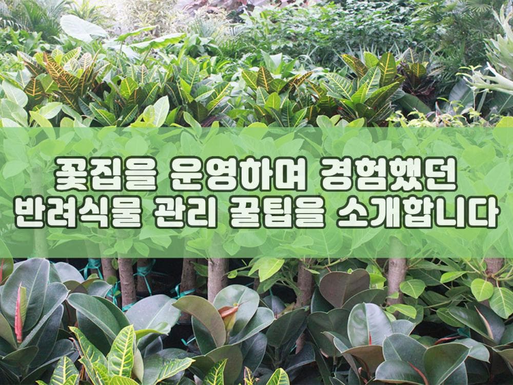 P2P 썸네일 이미지
